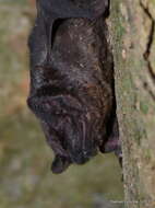 Image of Moloney's Mimic Bat