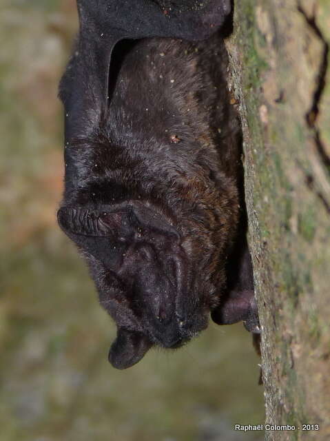 Image of Moloney's Mimic Bat