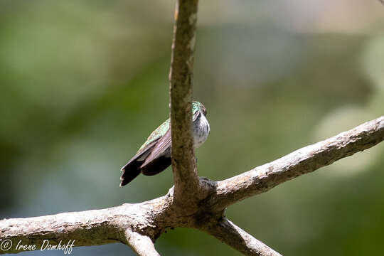 Image of Mangrove Hummingbird