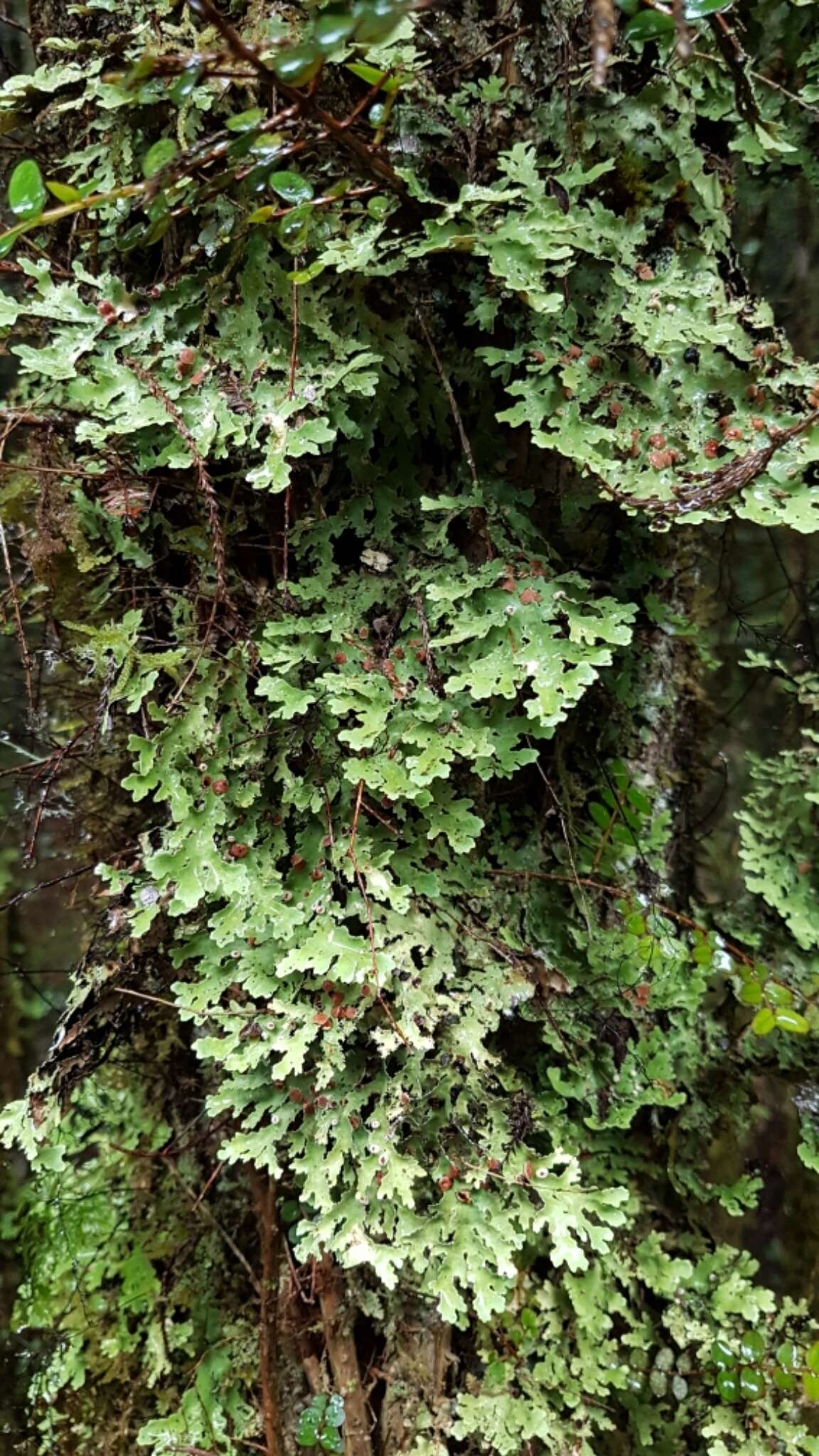 Image of Pseudocyphellaria homeophylla (Nyl.) Dodge