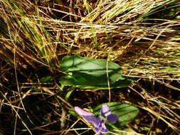 Image of Viola metajaponica Nakai