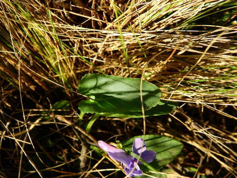 Image of Viola metajaponica Nakai