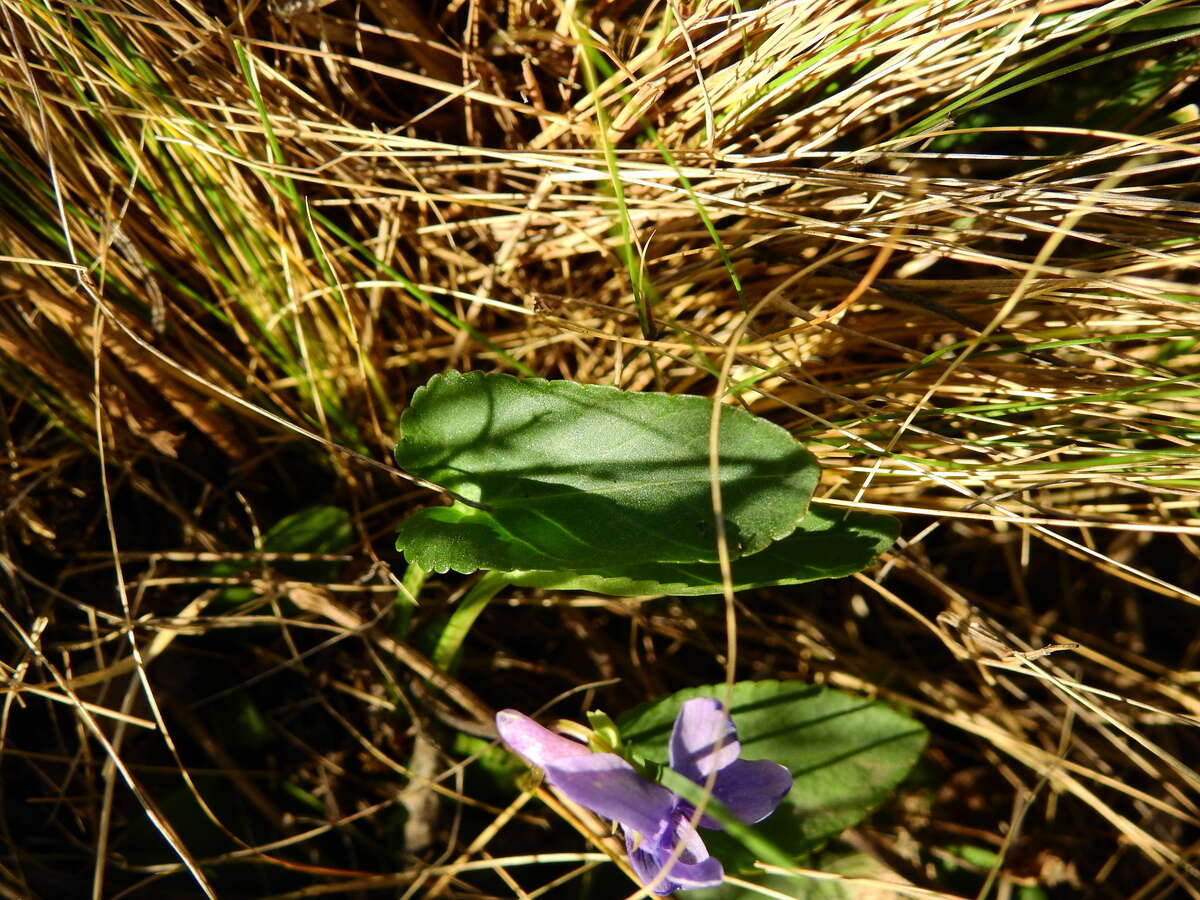 Image of Viola metajaponica Nakai