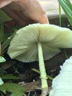 Image of Leucocoprinus tricolor H. V. Sm. 1981