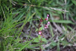 Image of Lopezia racemosa Cav.