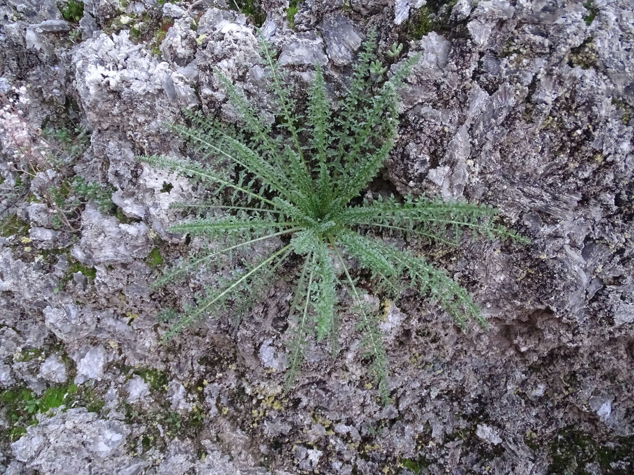 Image of Reseda suffruticosa Loefl.