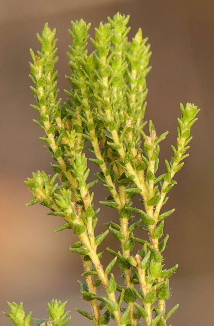 Image of Agathosma imbricata (L.) Willd.