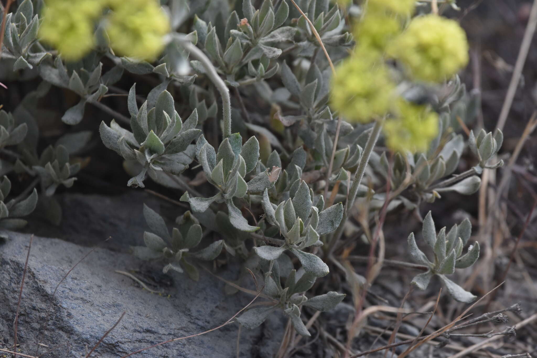 Image of Munz's buckwheat