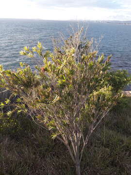 صورة Callistemon viminalis subsp. viminalis