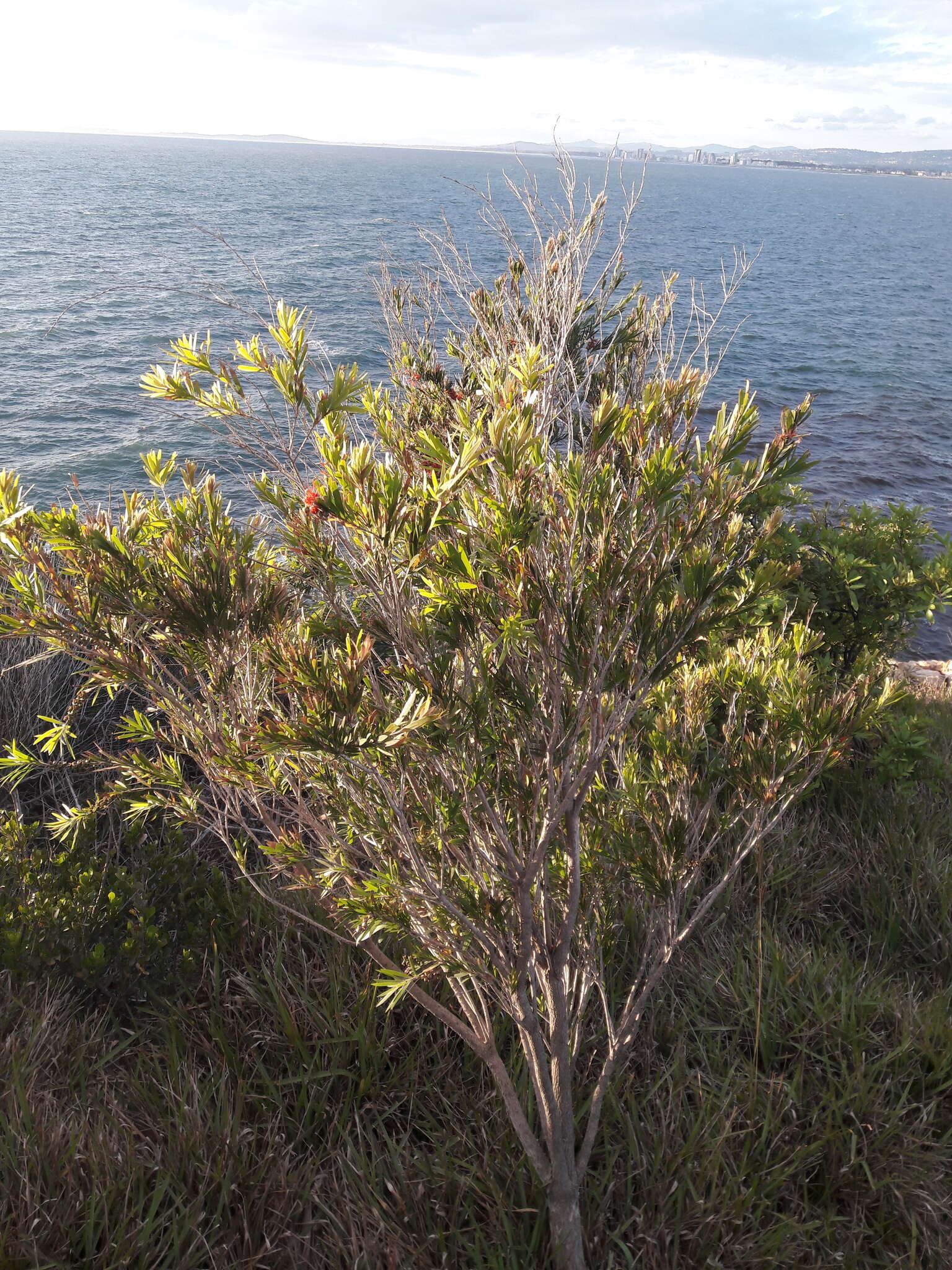 صورة Callistemon viminalis subsp. viminalis