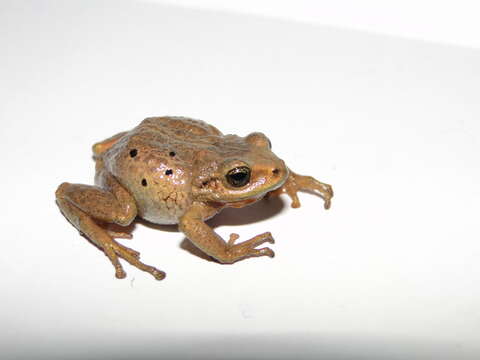 Image of <i>Pristimantis gloria</i>