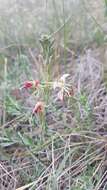 Oenothera suffrutescens (Ser.) W. L. Wagner & Hoch resmi