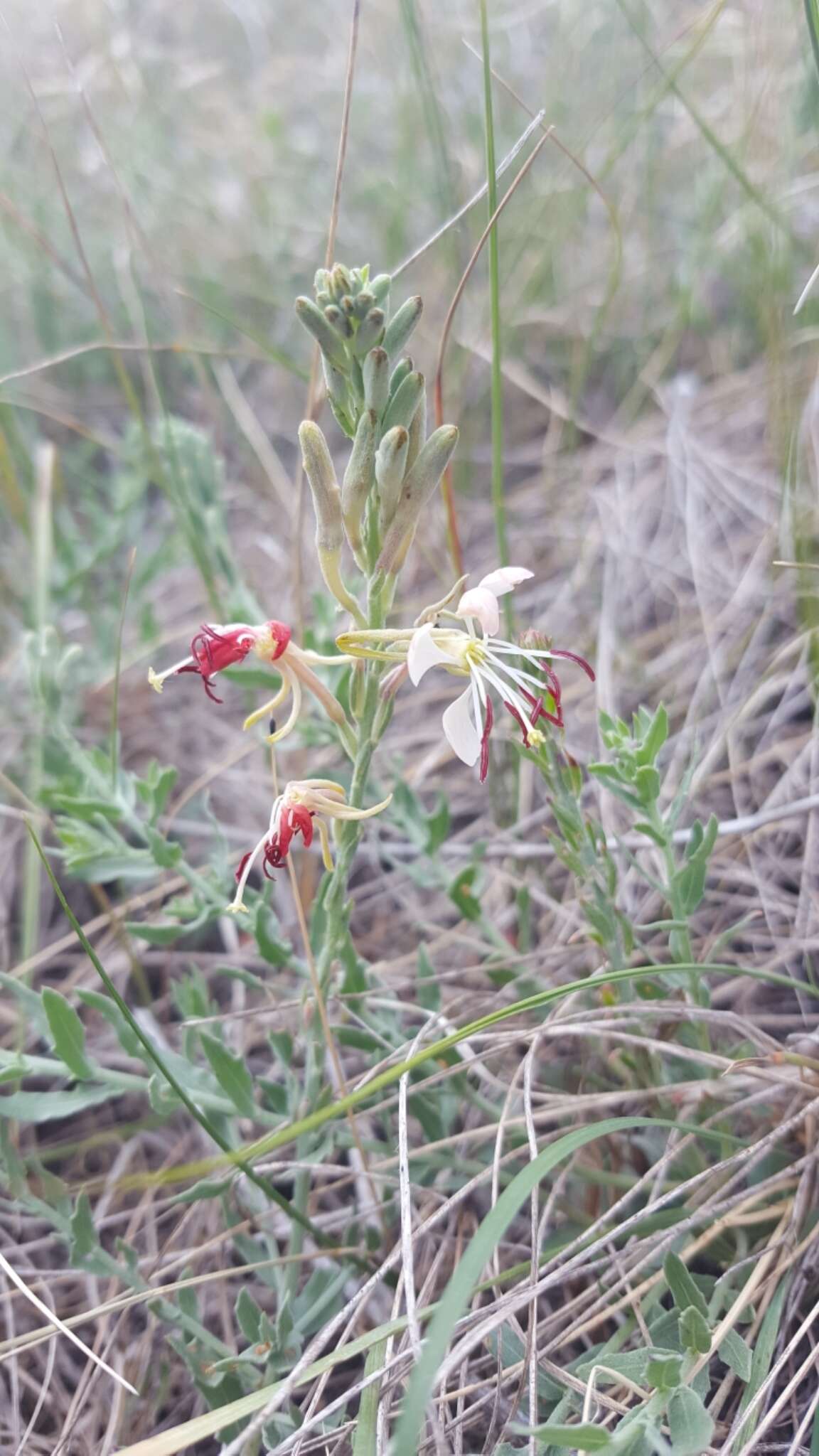 Oenothera suffrutescens (Ser.) W. L. Wagner & Hoch resmi