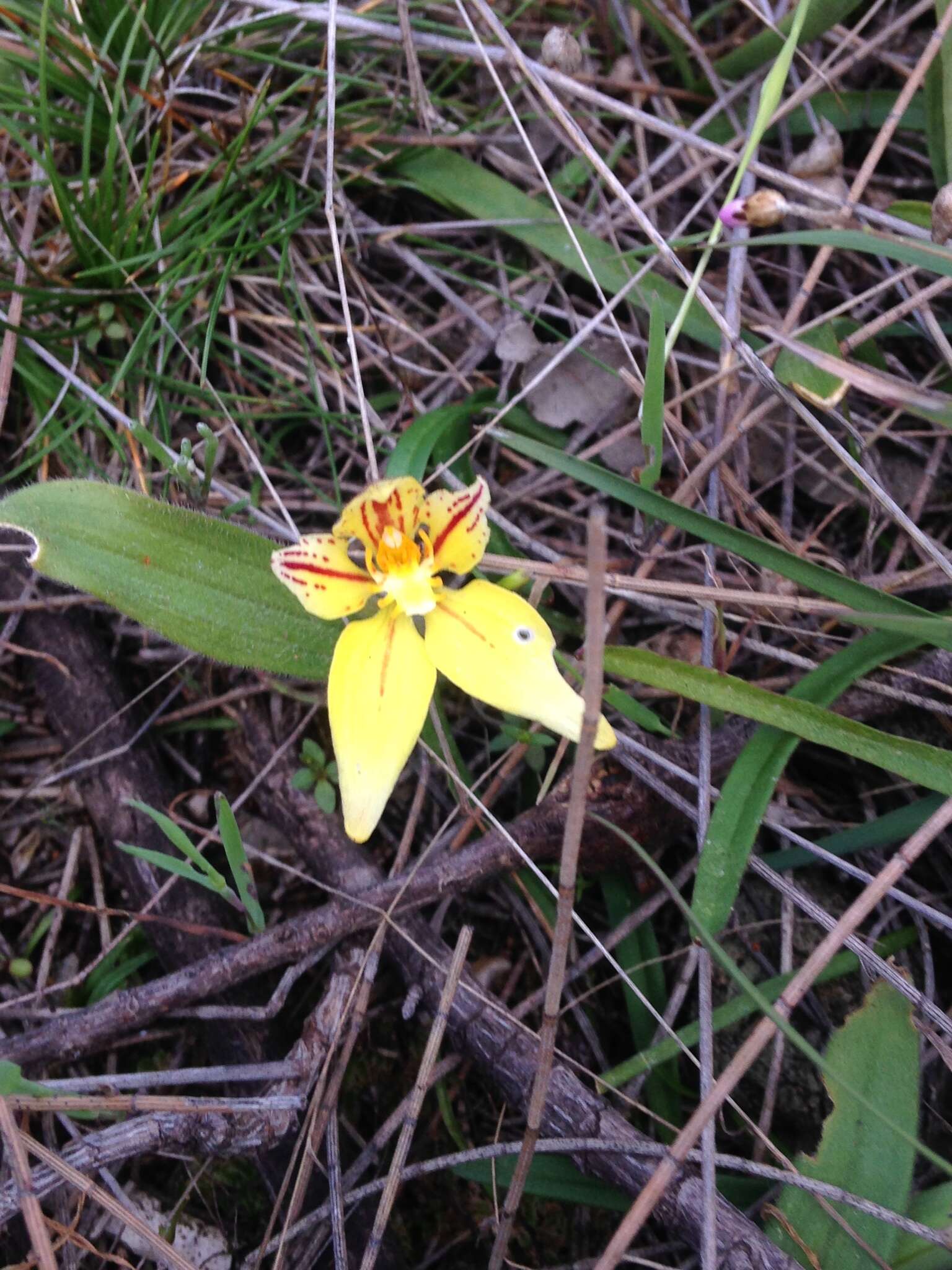 Image de Caladenia flava R. Br.