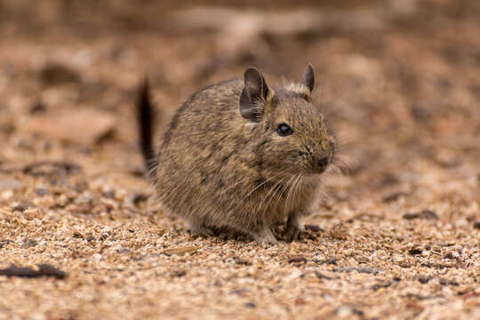 Image of degu