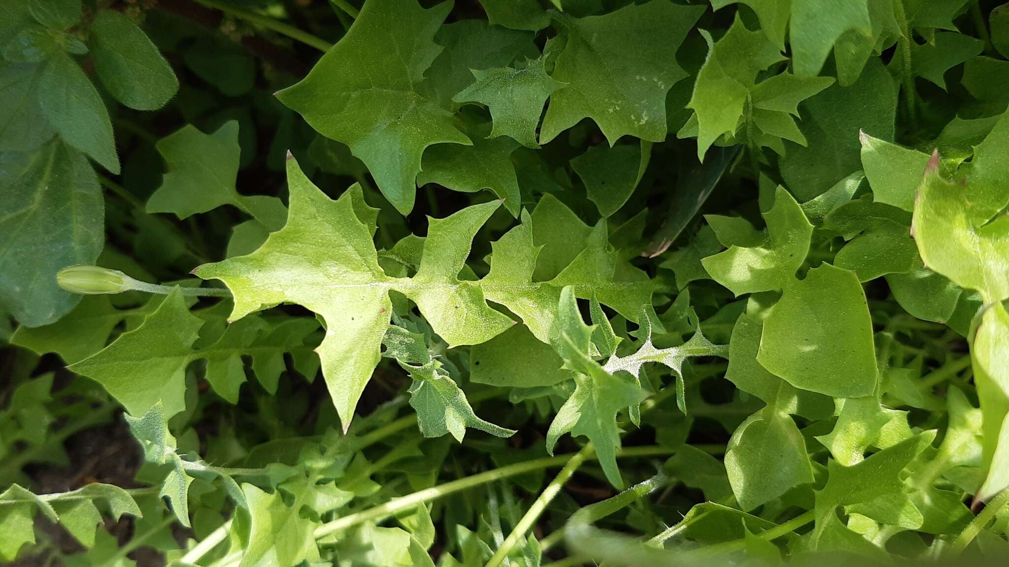 Image of Hyoseris radiata subsp. radiata