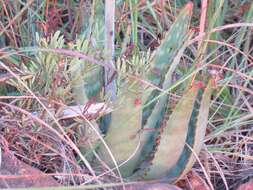 Image of Aloe transvaalensis Kuntze