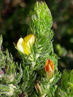 Image of Aspalathus asparagoides subsp. asparagoides