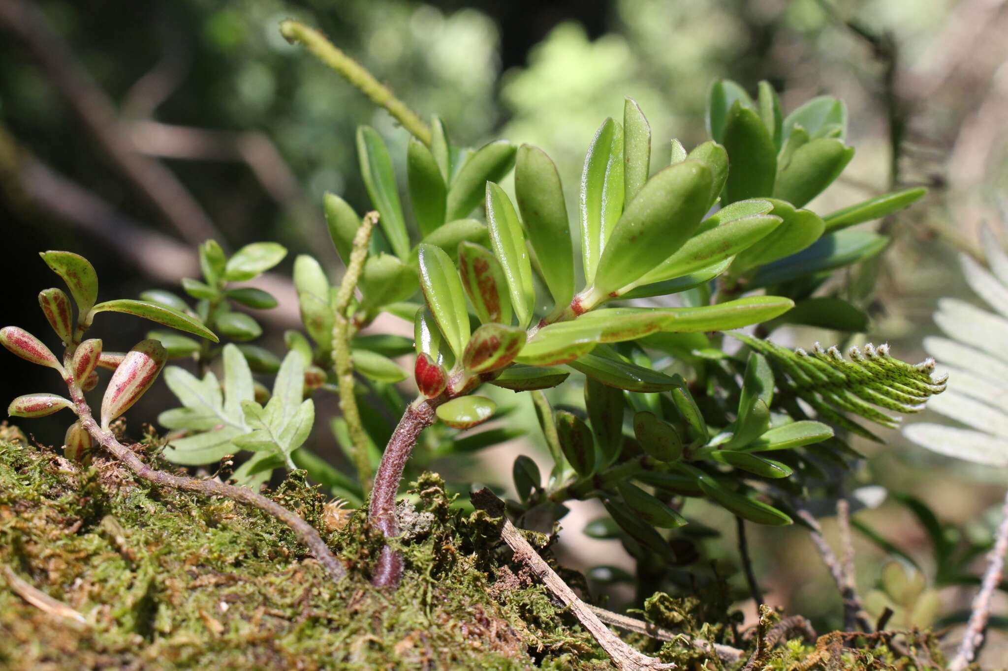 Image of Peperomia olivacea C. DC.