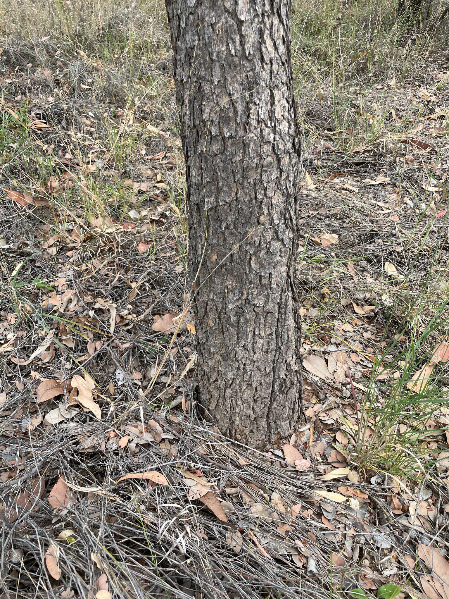 Image of Corymbia setosa (Schauer) K. D. Hill & L. A. S. Johnson