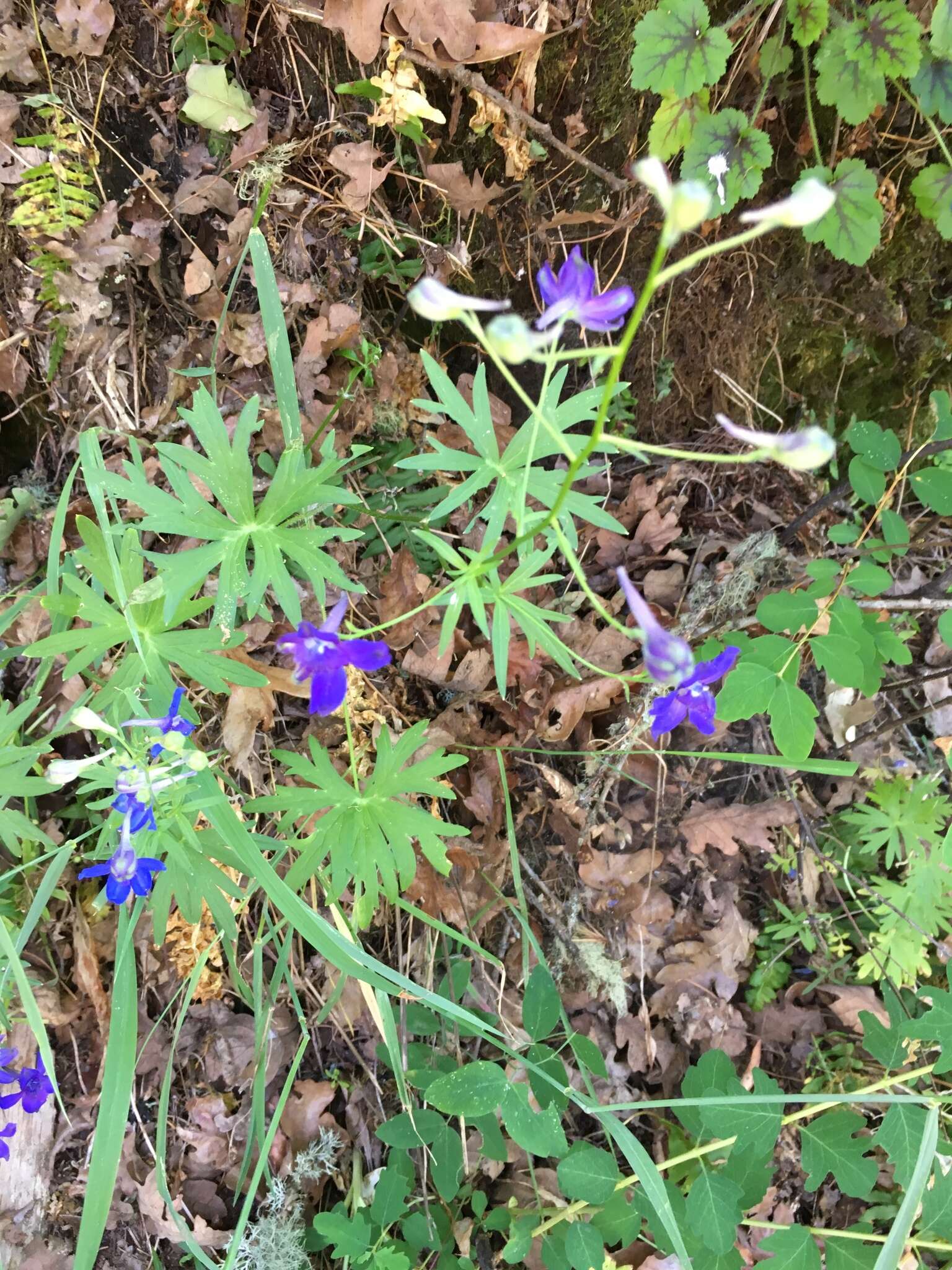 Delphinium menziesii DC.的圖片