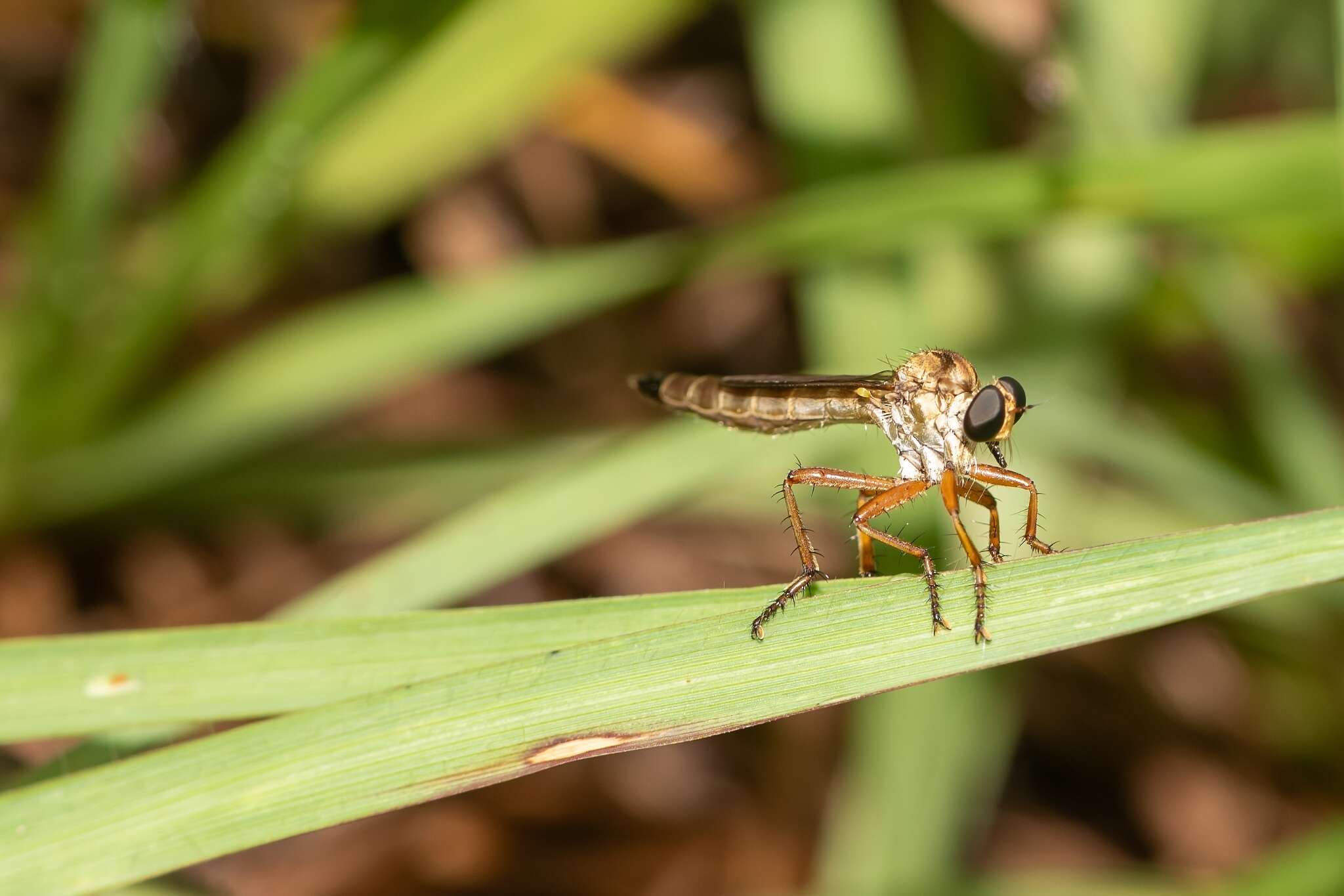 Image of Polacantha