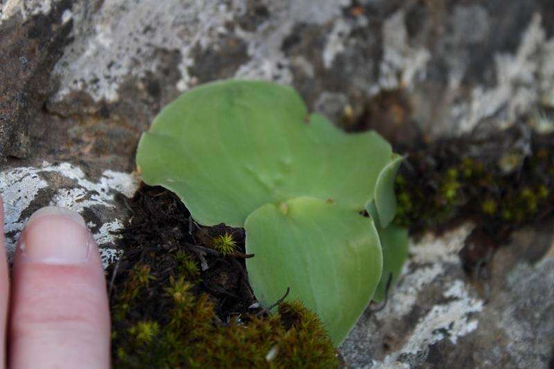 Image of Holothrix secunda (Thunb.) Rchb. fil.