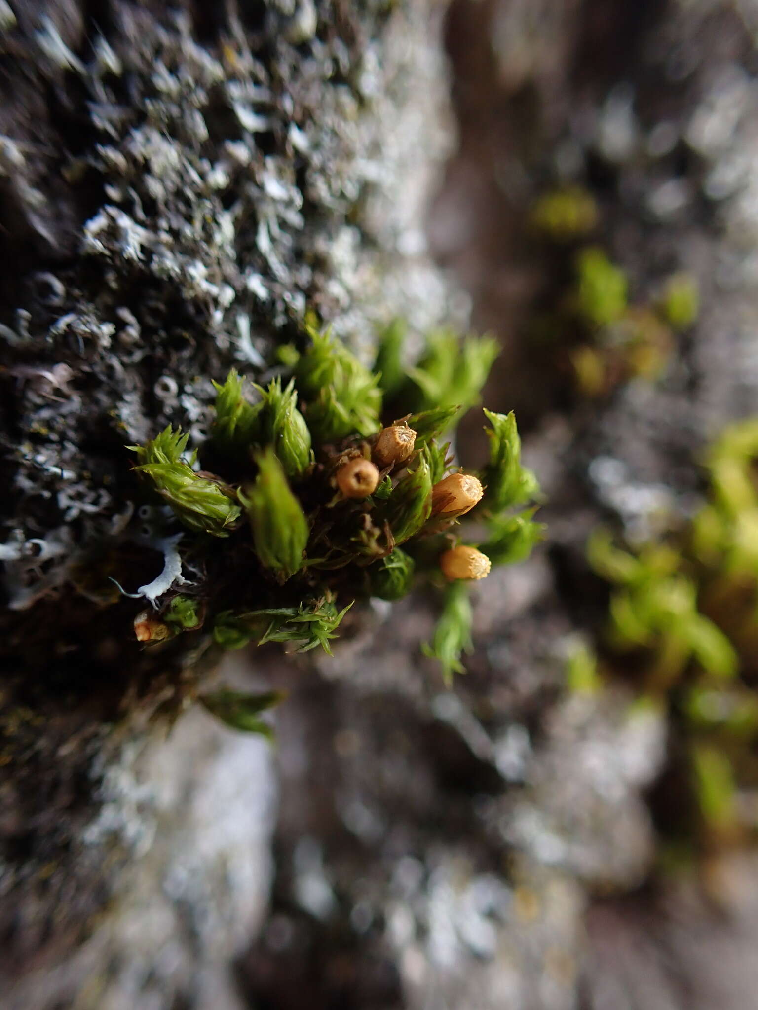 Image of <i>Lewinskya striata</i>