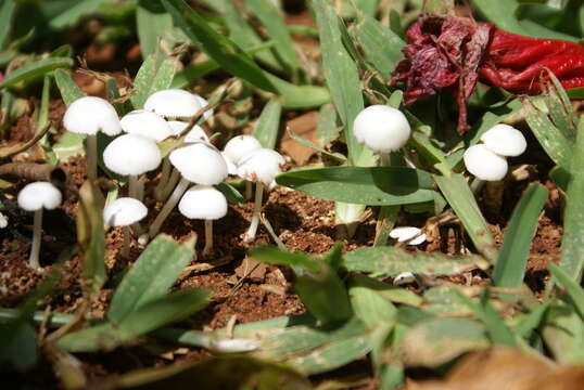 Termitomyces microcarpus (Berk. & Broome) R. Heim 1942 resmi