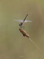 Imagem de Selysiothemis Ris 1897