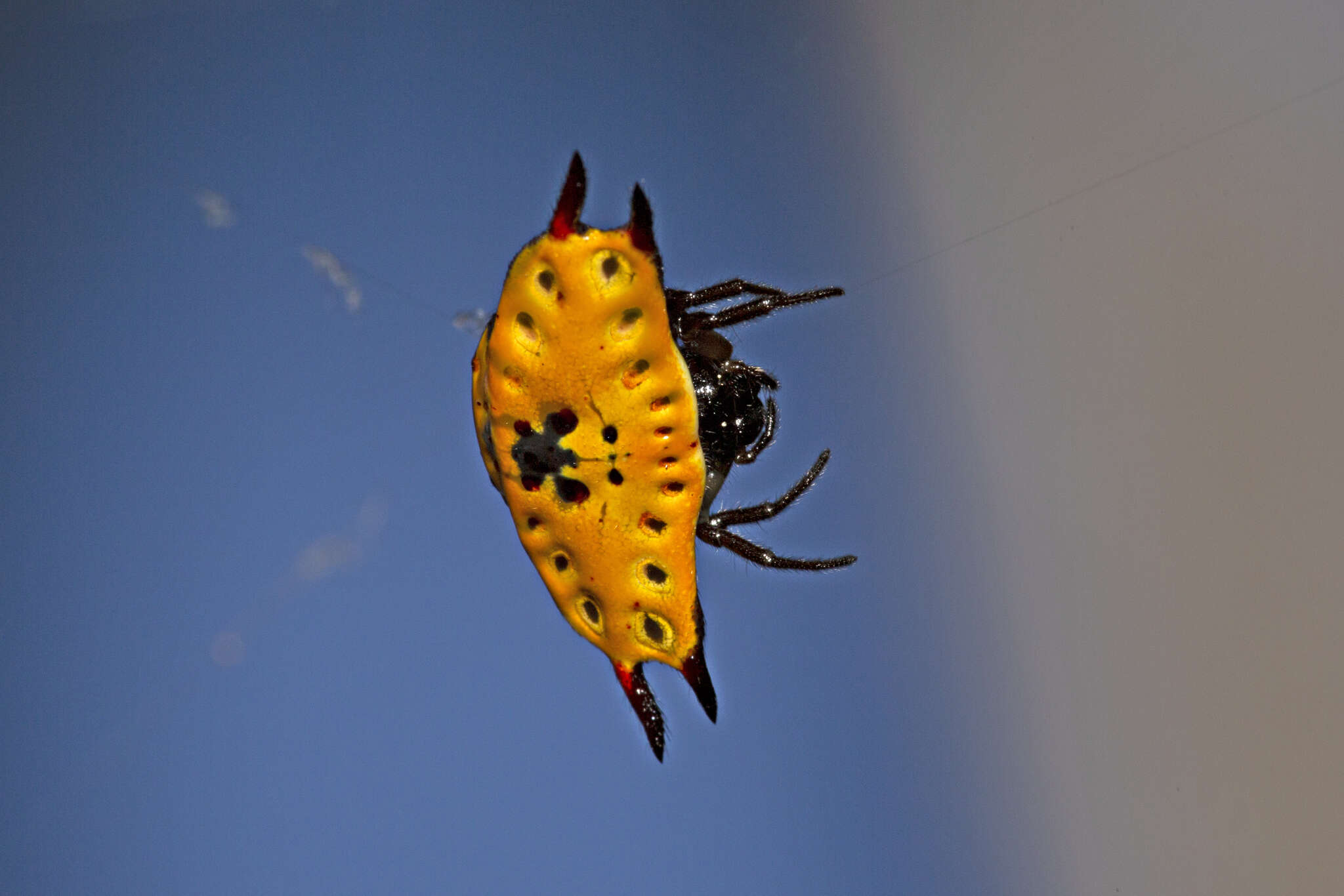 Image of Gasteracantha quadrispinosa O. Pickard-Cambridge 1879