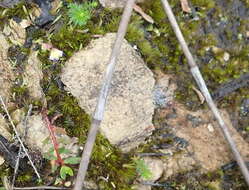 Image of Utricularia bisquamata Schrank