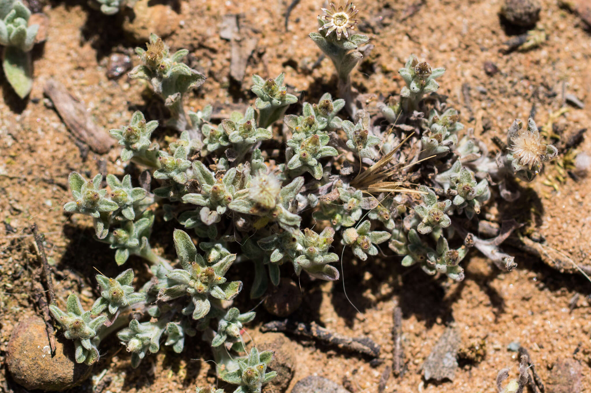 Image of Gamochaeta stagnalis (I. M. Johnst.) A. A. Anderberg