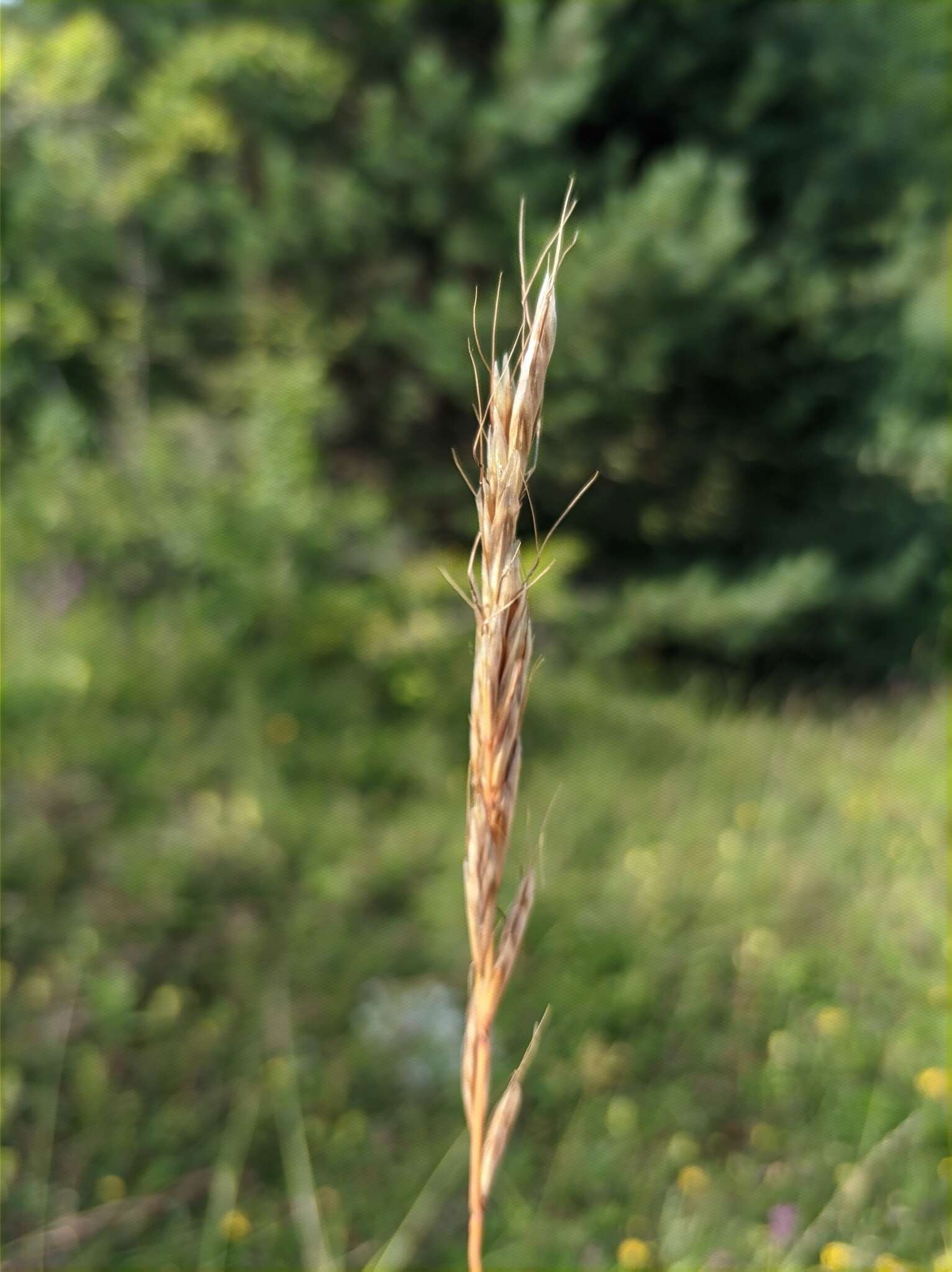 صورة Helictochloa compressa (Heuff.) Romero Zarco