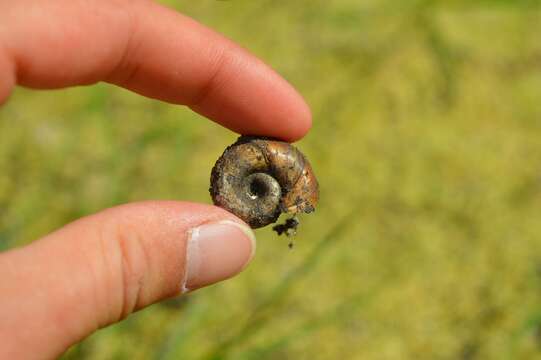 Image of Great Ram's Horn Snail