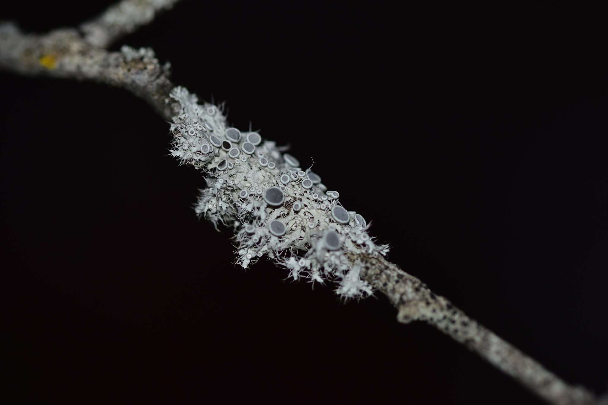 Image of rosette lichen