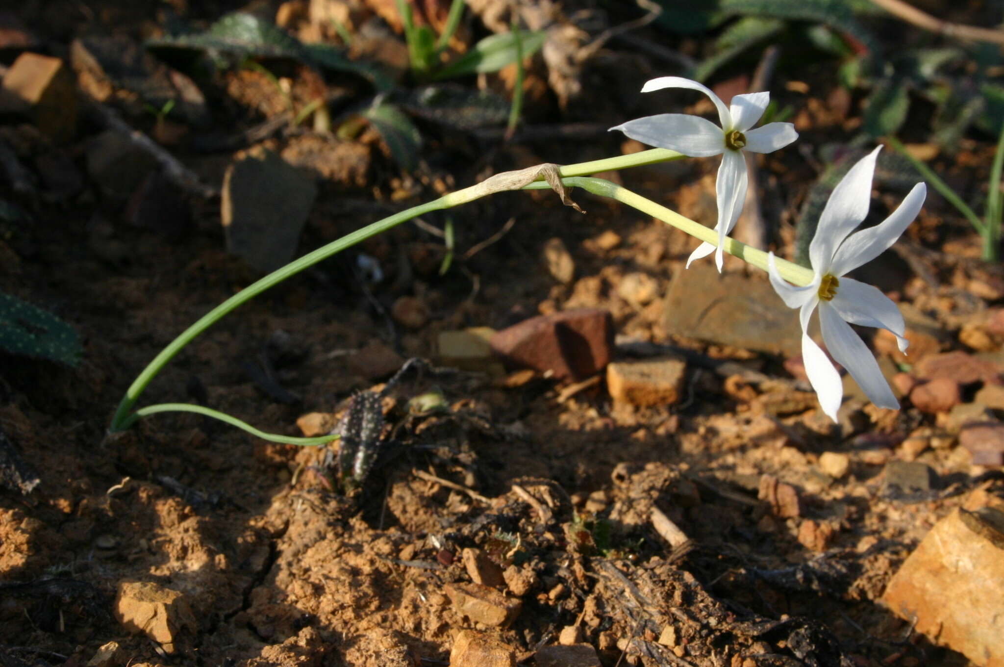 Narcissus elegans (Haw.) Spach resmi