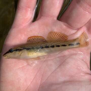 Plancia ëd Etheostoma cinereum Storer 1845