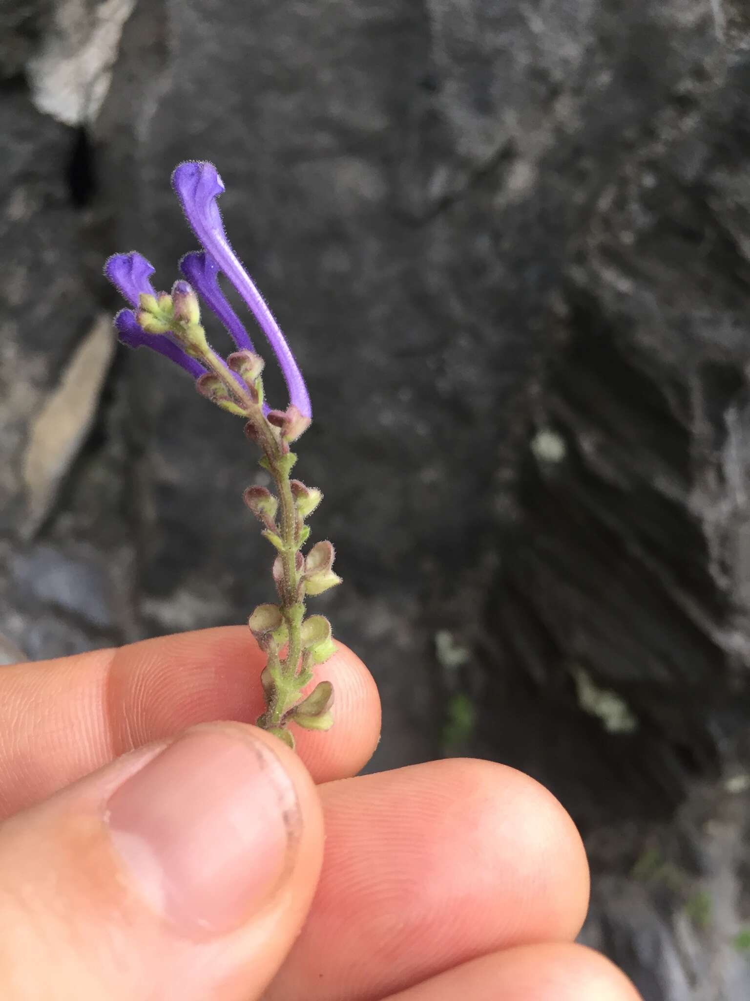 Sivun Scutellaria indica var. indica kuva