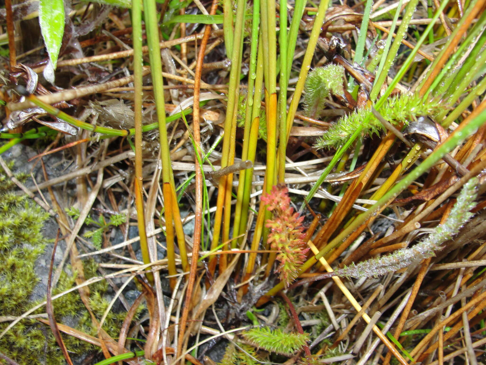 Image de Juncus haenkei E. Mey.