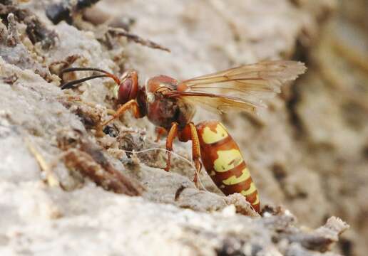 Image de Sphecius grandis (Say 1823)