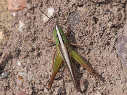 Image de Staurorhectus longicornis Giglio-Tos 1897