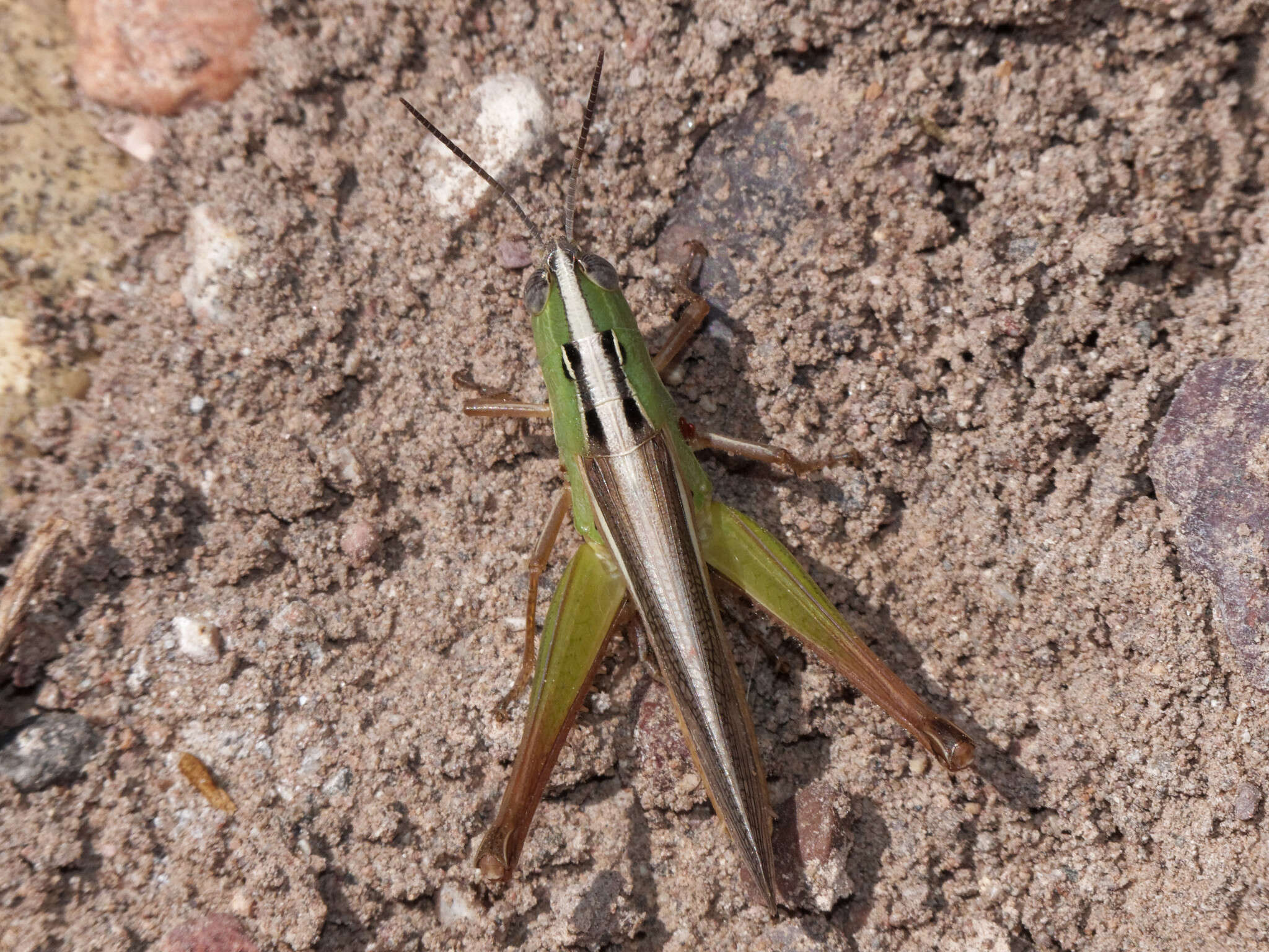 Image de Staurorhectus longicornis Giglio-Tos 1897