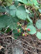 Image of Himalayan blackberry