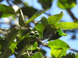 Image of Prunus salasii Standl.