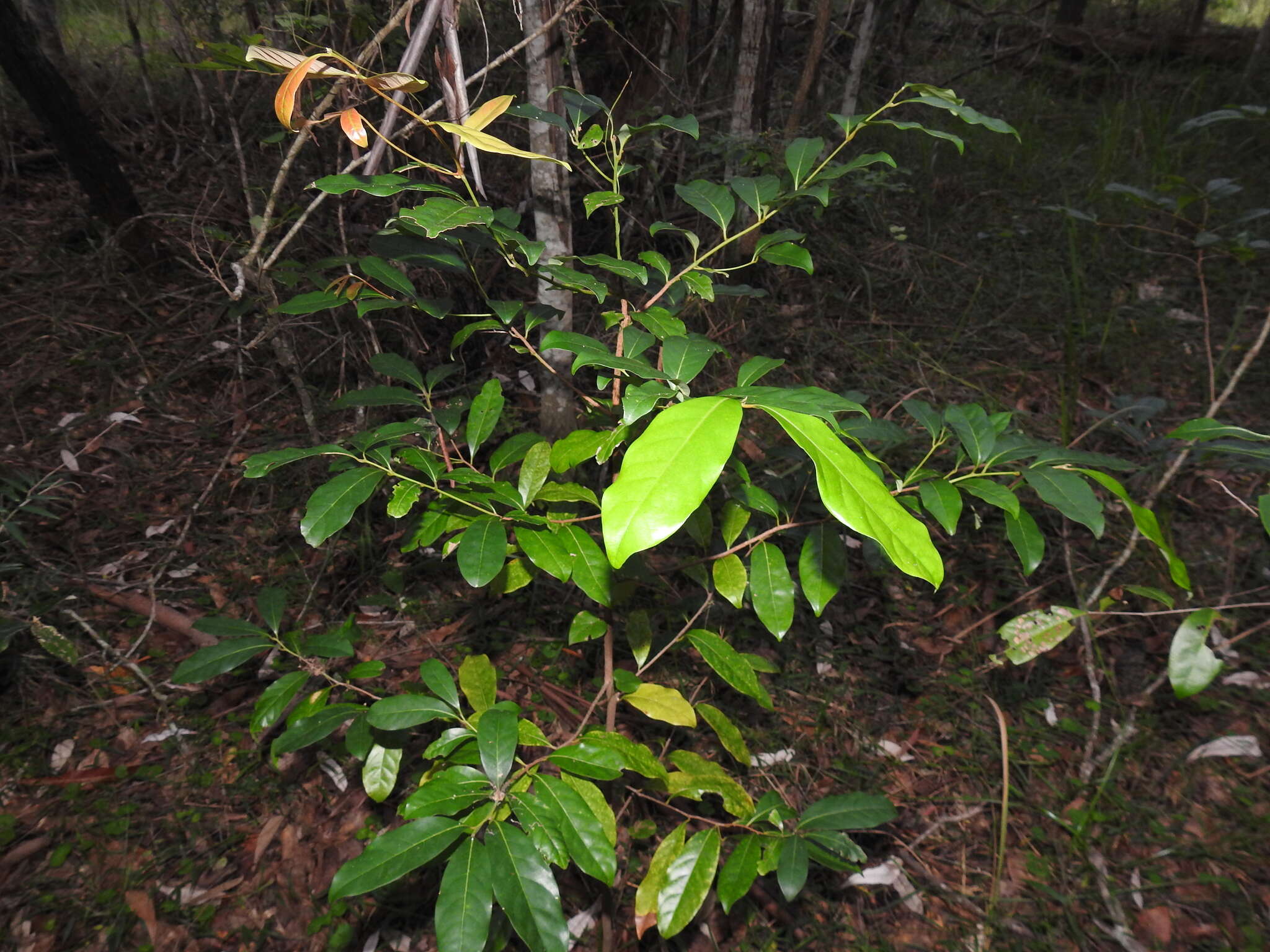 Image de Cryptocarya glaucescens R. Br.