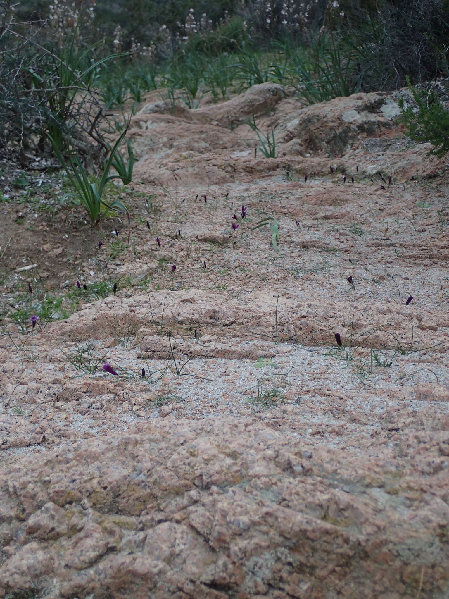 Image of Romulea requienii Parl.