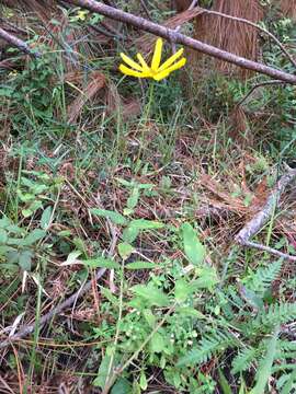 Image of Florida Sunflower