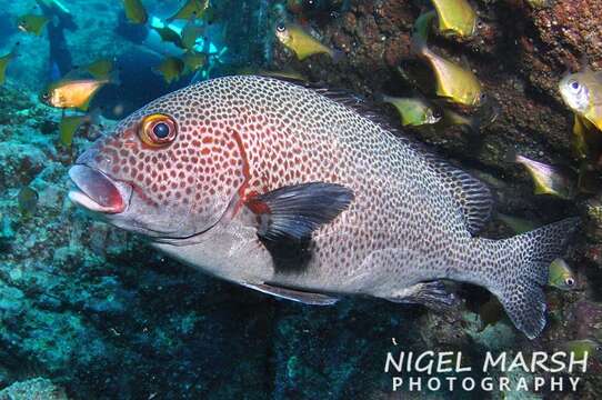 Image of Dotted sweetlips