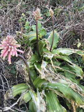 Sivun Veltheimia bracteata Harv. ex Baker kuva